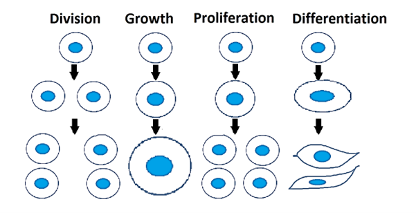 cell proliferation